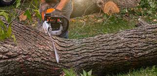 Best Arborist Consultation Services  in Blackshear, GA